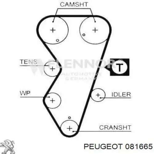 Correa distribución 081665 Peugeot/Citroen