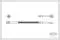 Latiguillo de freno delantero Opel Astra 51, 52, F35, M35